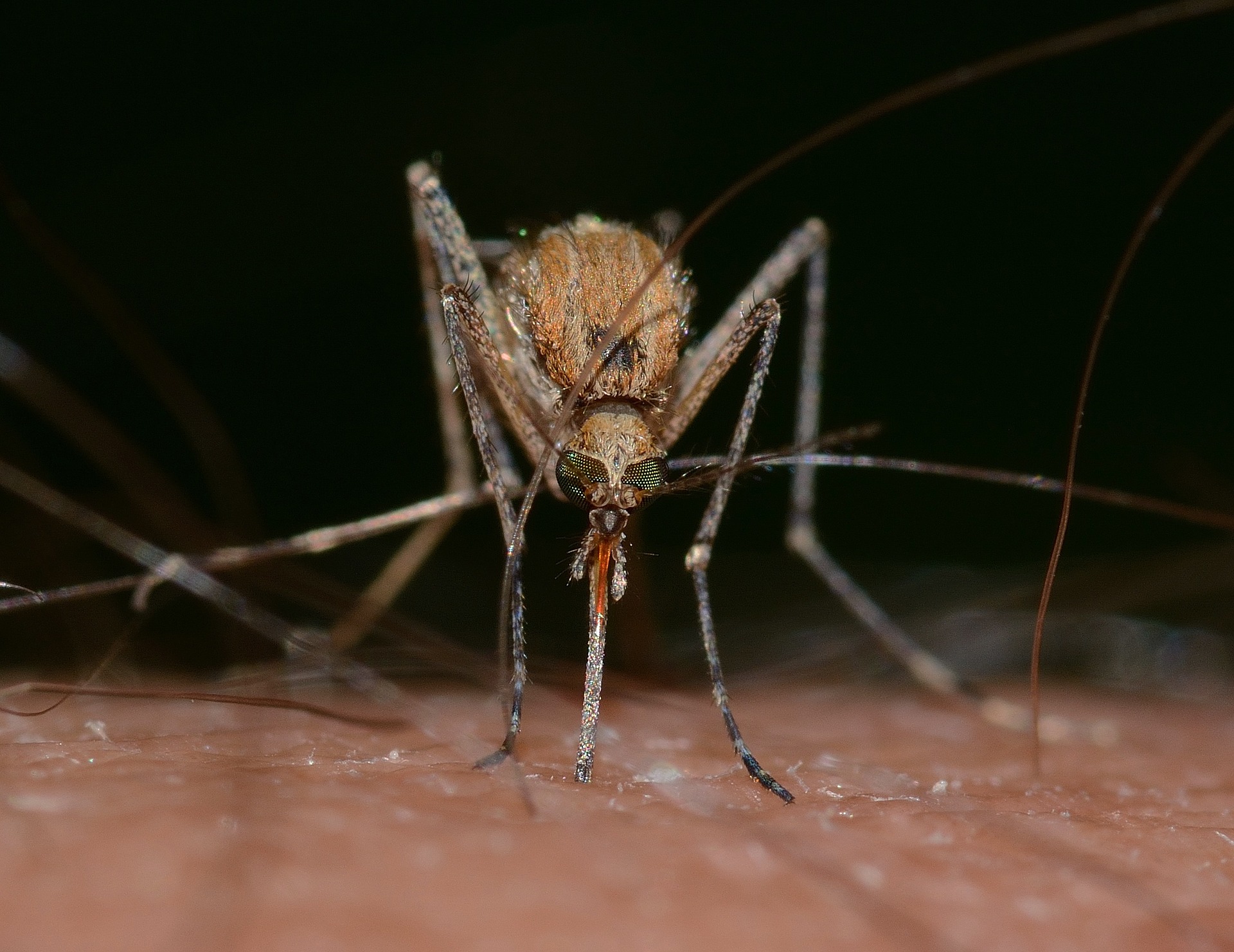 Febbre del Nilo e virus Usutu. Sanità Animale invita a segnalare