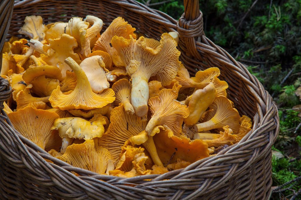 Funghi: al via l’Ispettorato Micologico dell’ASL 3 di Nuoro