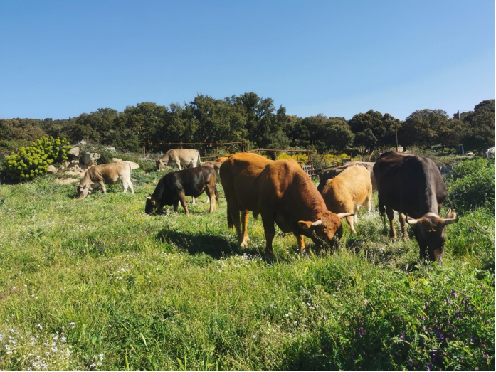 Sanità Animale